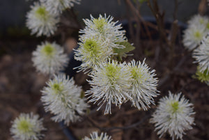 Fothergilla major 'Blue Hawaii'