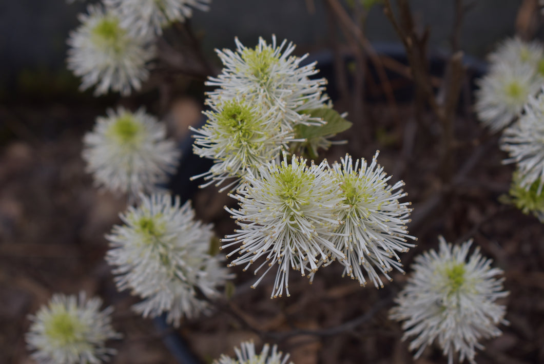Fothergilla major 'Blue Hawaii'