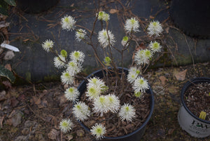 Fothergilla major 'Blue Hawaii'