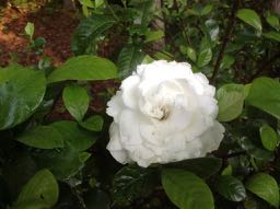 Gardenia jasminoides 'Belmont'