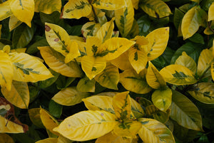 Gardenia jasminoides 'Ogon no Hana' GOLD DOUBLOON™