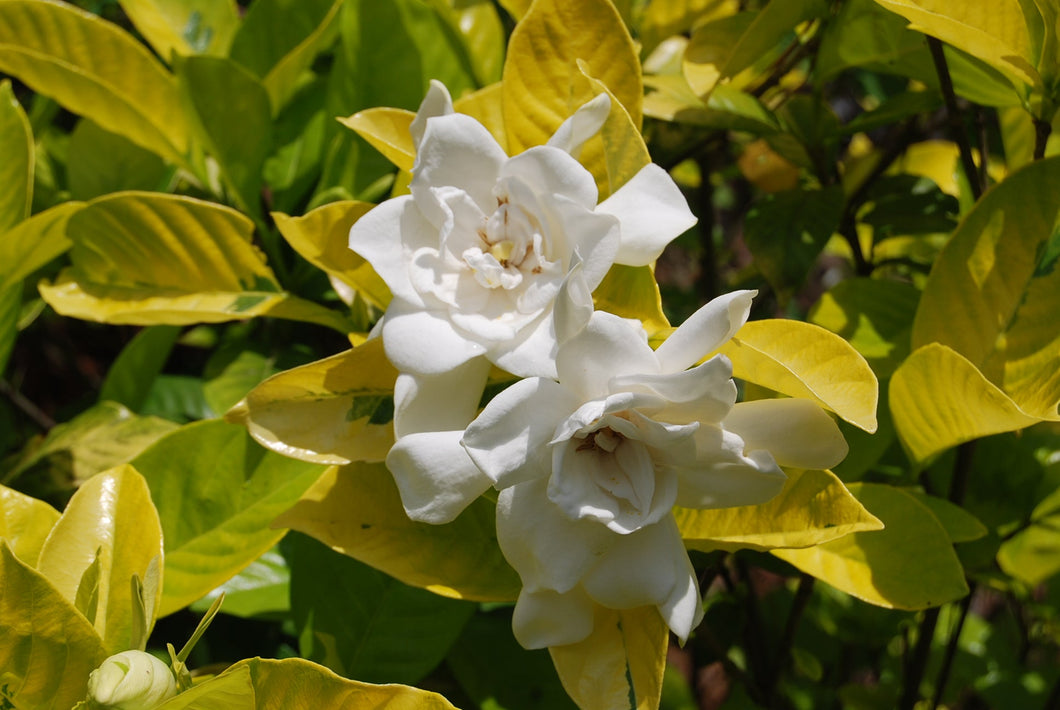 Gardenia jasminoides 'Ogon no Hana' GOLD DOUBLOON™