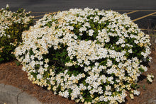 Gardenia jasminoides ‘Daisy'