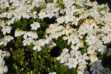 Gardenia jasminoides ‘Daisy'