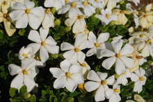 Gardenia jasminoides ‘Daisy'