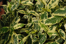 Gardenia jasminoides 'Variegated'