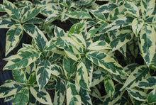 Gardenia jasminoides 'Variegated'
