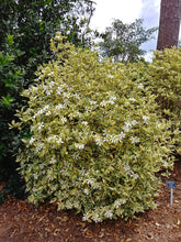 Gardenia jasminoides 'Variegated'