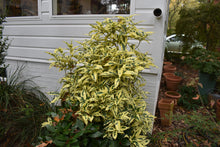 Gardenia jasminoides 'Variegated'