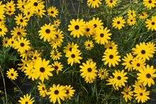 Helianthus angustifolius 'Berkeley Gold'