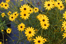 Helianthus angustifolius 'Berkeley Gold'