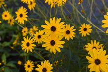Helianthus angustifolius 'Berkeley Gold'