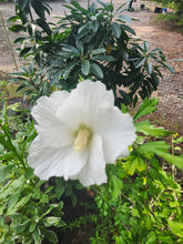 Hibiscus syriacus 'Snow Flurry'