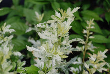 Hibiscus syriacus 'Snow Flurry'