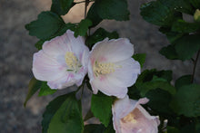 Hibiscus syriacus 'Moe'