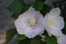 Hibiscus syriacus 'Moe'