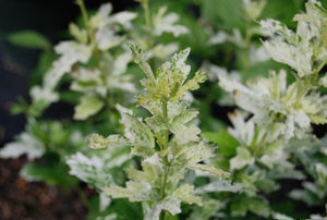 Hibiscus syriacus 'Snow Flurry'