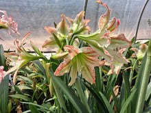 Hippeastrum 'Sunshine Superstar'