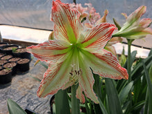 Hippeastrum 'Sunshine Superstar'
