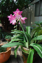 Hippeastrum reticulatum striatifolium