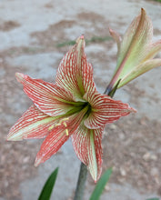 Hippeastrum 'Sunshine Superstar'