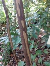 Huodendron thibeticum