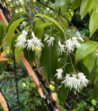 Huodendron thibeticum