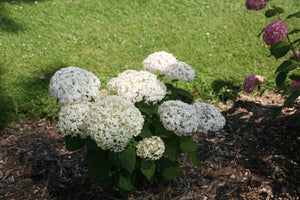Hydrangea arborescens 'NCHA5' PP30296 / Proven Winner® Color Choice® INVINCIBELLE WEE WHITE®