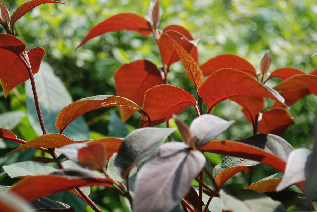 Hydrangea aspera 'Koki' – Nurseries Caroliniana