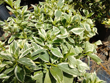 Hydrangea macrophylla normalis ‘Mariesii Variegata'