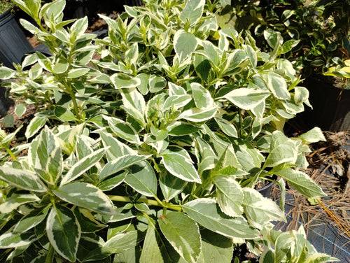 Hydrangea macrophylla normalis ‘Mariesii Variegata'