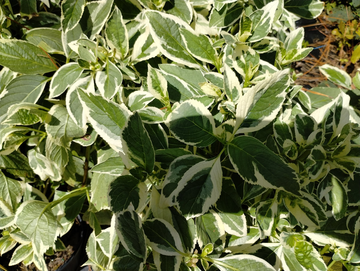 Hydrangea macrophylla normalis 'Mariesii Variegata' – Nurseries Caroliniana