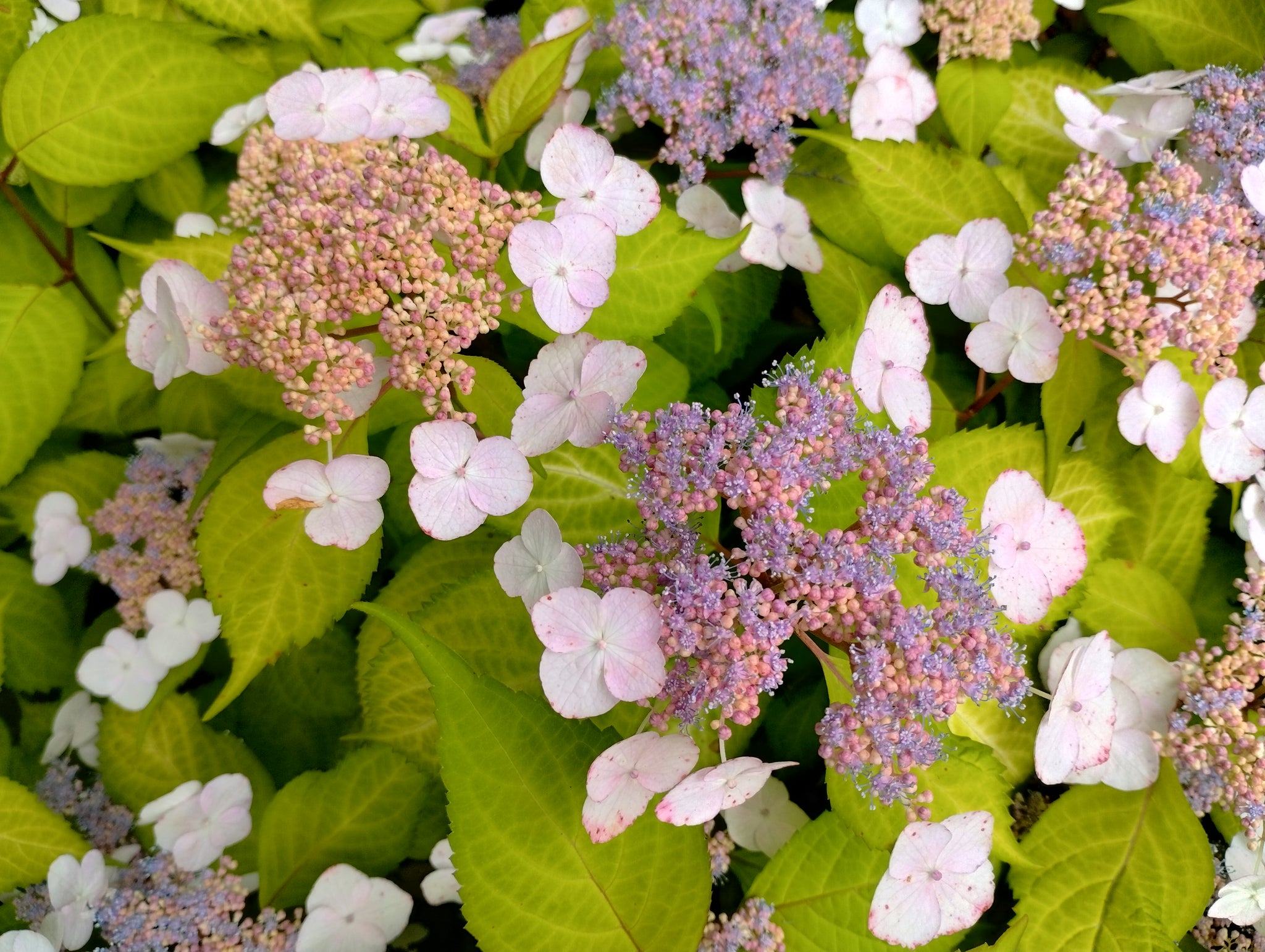 Mountain Hydrangea (Hydrangea serrata) 16 Hydrangea serrata 'Mountain Mania'