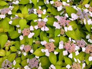 Hydrangea serrata 'Mountain Mania'