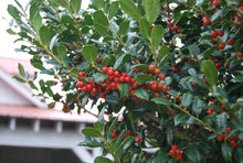 Ilex 'Carolina Sentinel'