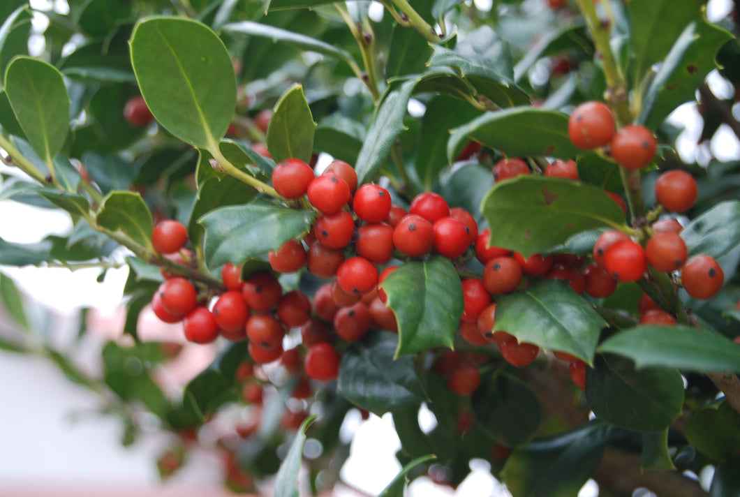 Ilex 'Carolina Sentinel'