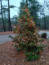 Ilex 'Emily Bruner'