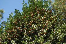 Ilex 'Emily Bruner'