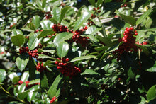 Ilex 'Emily Bruner'