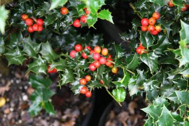 Ilex 'Red Beauty'