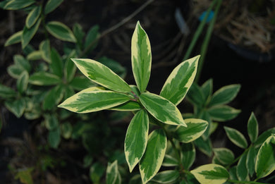 Ilex integra 'Green Shadow'