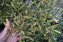 Ilex myrtifolia 'Duling's Variegated'