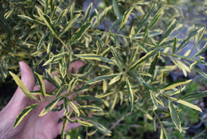 Ilex myrtifolia 'Duling's Variegated'