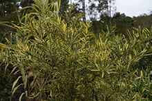 Ilex myrtifolia 'Duling's Variegated'