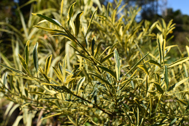 Ilex myrtifolia 'Duling's Variegated'