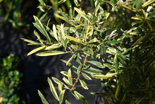 Ilex myrtifolia 'Duling's Variegated'