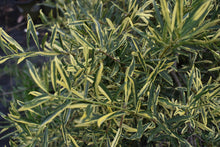 Ilex myrtifolia 'Duling's Variegated'