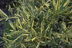 Ilex myrtifolia 'Duling's Variegated'