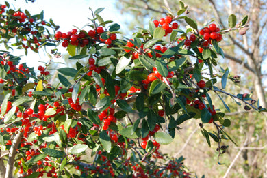 Ilex vomitoria ‘Shadow's Hardy Female'