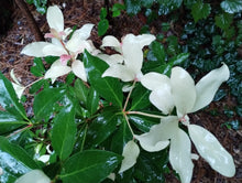 Illicium anisatum 'Hakko'